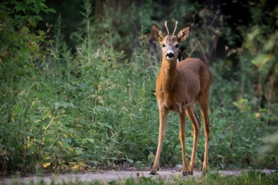 Example input image for Animal detector